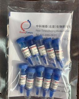 2×Tricine多肽上樣緩沖液（變性，還原，含溴酚藍）